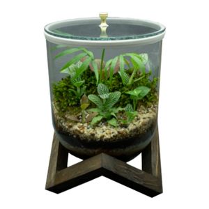 گیاه طبیعی تراریوم مدل گیسوم